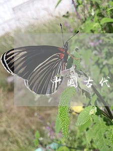 中国古代法律文书的特征
