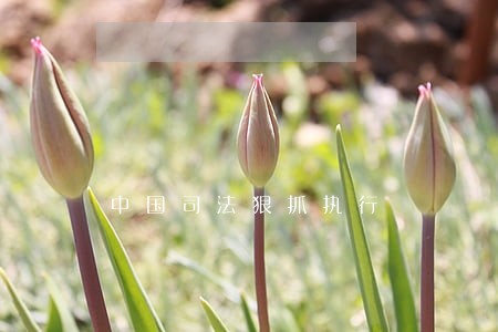中国司法狠抓执行 中国司法狠抓执行