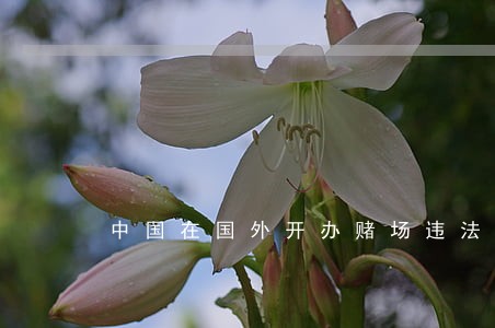 中国在国外开办赌场违法吗 中国在国外开办赌场违法吗