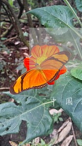 中国外企的法律有什么规定 中国外企的法律有什么规定