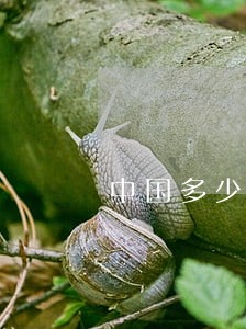 中国多少信用卡逾期