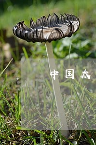 中国太平保险贷款逾期怎么办 中国太平保险贷款逾期怎么办