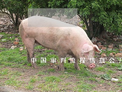 中国审判流程信息公开网查询单号 中国审判流程信息公开网查询单号