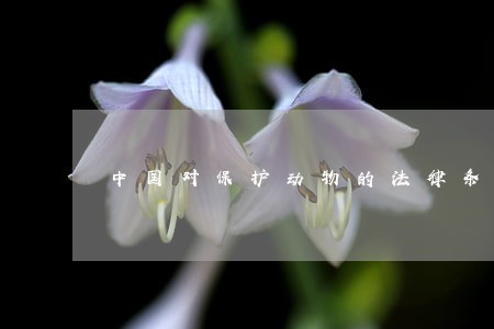 中国对保护动物的法律条文