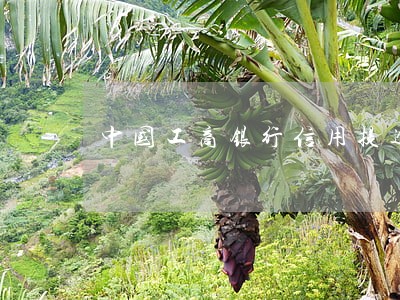 中国工商银行信用提逾期怎么办 中国工商银行信用提逾期怎么办