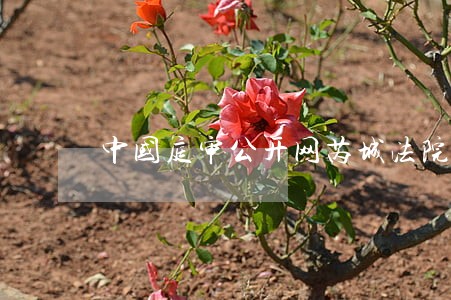 中国庭审公开网芮城法院直播