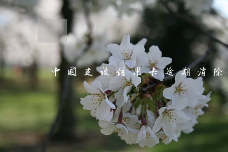 中国建设信用卡逾期消除 中国建设信用卡逾期消除