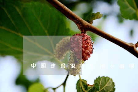 中国建设银行信用卡逾期利息 中国建设银行信用卡逾期利息