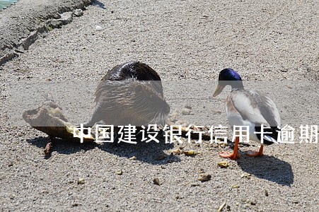 中国建设银行信用卡逾期怎么协商