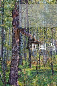 中国当年因为缺少法律人才 中国当年因为缺少法律人才
