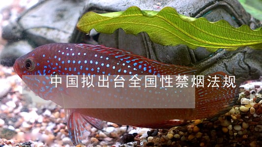 中国拟出台全国性禁烟法规 中国拟出台全国性禁烟法规