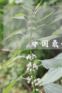 中国最好的法律类杂志 中国最好的法律类杂志