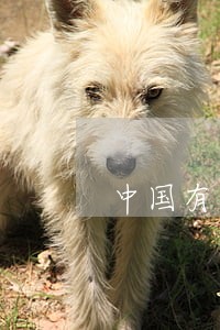 中国有几版劳动合同法 中国有几版劳动合同法