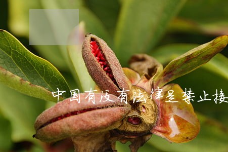 中国有没有法律是禁止接近