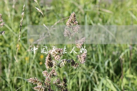 中国民法人物 中国民法人物