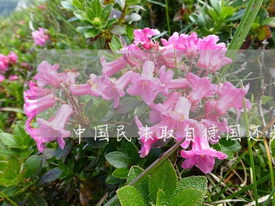 中国民法取自德国还是法国