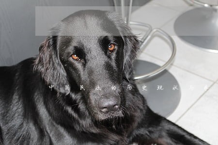 中国民法的历史现状与未来 中国民法的历史现状与未来