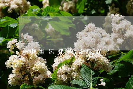 中国法律人员章程