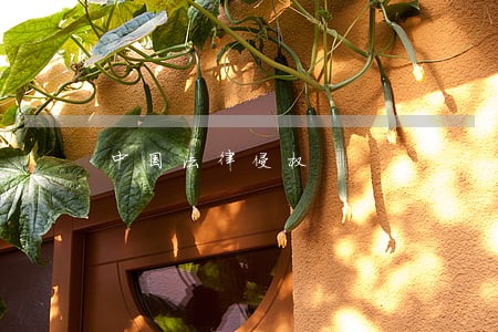 中国法律侵权