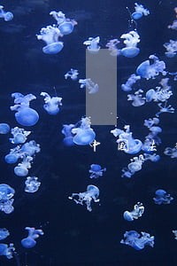中国法律允不允许安乐死