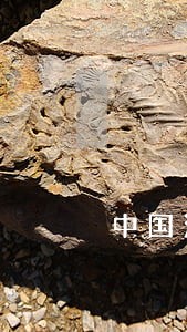 中国法律史研究中的文化保守情结 中国法律史研究中的文化保守情结