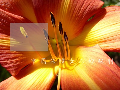 中国法律女人的权利