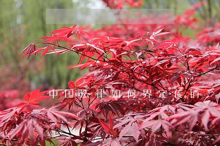 中国法律如何界定传销
