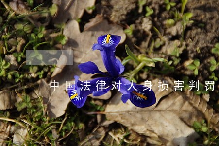 中国法律对人身损害判罚轻