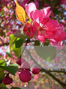 中国法律对醉驾规定是什么 中国法律对醉驾规定是什么