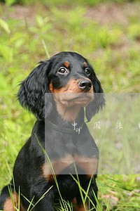 中国法律的公正性还在不在