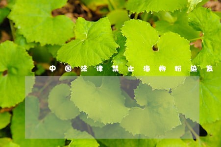 中国法律禁止海娜粉染发吗 中国法律禁止海娜粉染发吗