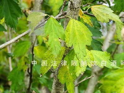 中国法律限制饮白酒吗