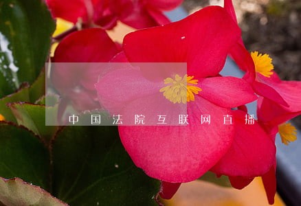 中国法院互联网直播 中国法院互联网直播