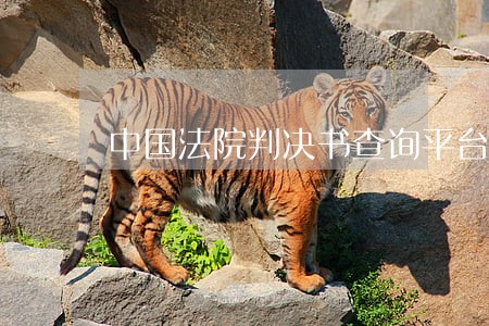 中国法院判决书查询平台 中国法院判决书查询平台