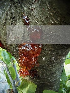 中国现代法律的起源和产生 中国现代法律的起源和产生