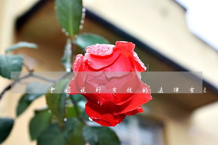 中国现行有效的法律有275部 中国现行有效的法律有275部