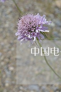 中国电子商务法律法规 中国电子商务法律法规