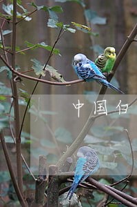 中国白酒品牌排行榜前十名 中国白酒品牌排行榜前十名