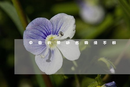 中国的劳动合同法不好 中国的劳动合同法不好