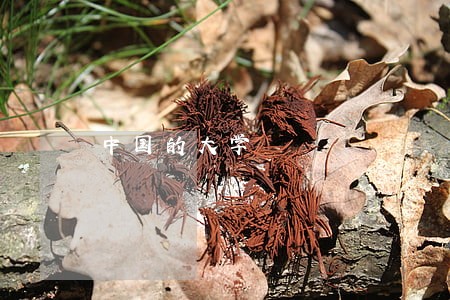 中国的大学 中国的大学