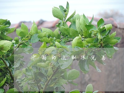 中国的法制很完善 中国的法制很完善