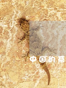 中国的系统有什么 中国的系统有什么
