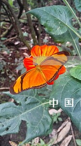中国目前信用卡负债逾期人数 中国目前信用卡负债逾期人数