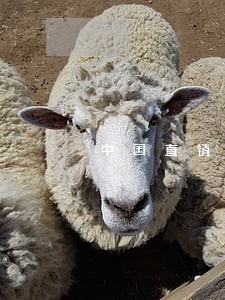 中国直销公司普遍存在的违法问题 中国直销公司普遍存在的违法问题