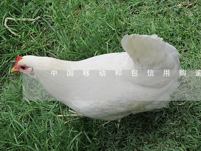 中国移动和包信用购逾期怎么办 中国移动和包信用购逾期怎么办