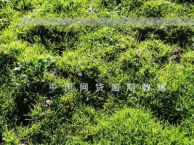 中国网贷逾期数据