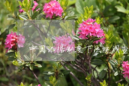 中国证据制度下法院调查取证之惑