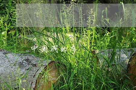 中国调的序