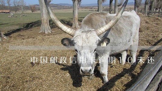 中国邮政信用卡逾期10未还 中国邮政信用卡逾期10未还