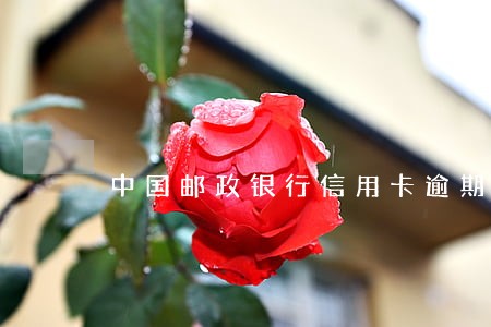 中国邮政银行信用卡逾期